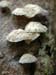 Fungi2