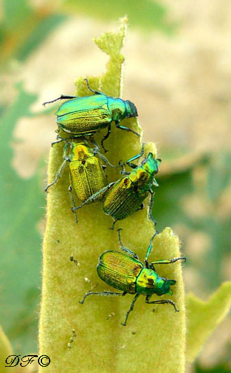 Beetles1