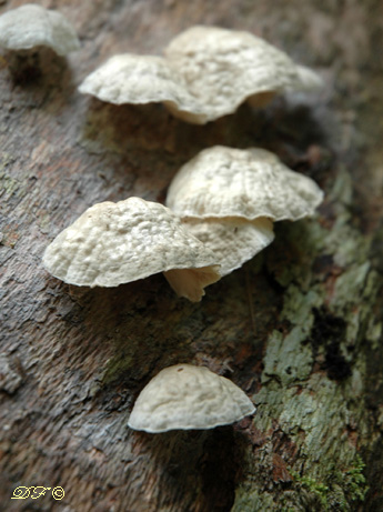 Fungi2