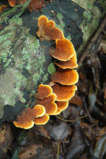 Fungi8